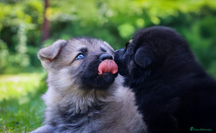 German Shepherd dogs - Advert 7