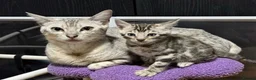 Bengal cats for sale: Stunning silver bengals. TICA reg & health tested - Advert 23