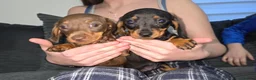 Miniature Dachshund dogs for sale: 2 female miniature Dachshund  - Advert 1