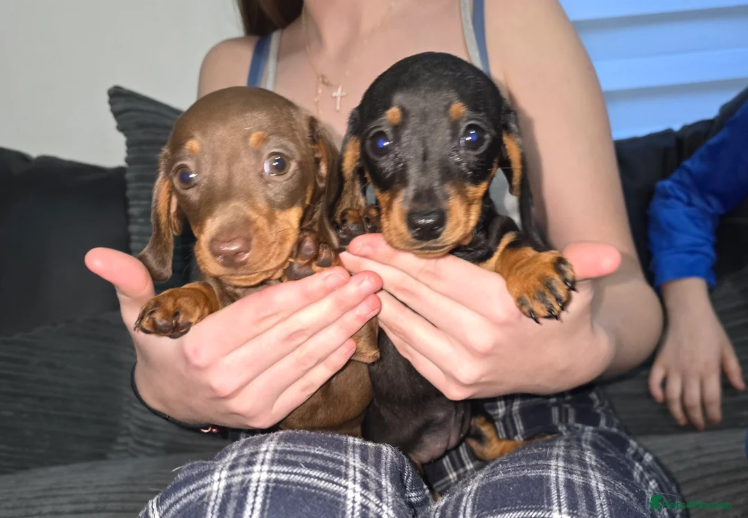 Miniature Dachshund dogs for sale: 2 female miniature Dachshund  - Advert 1
