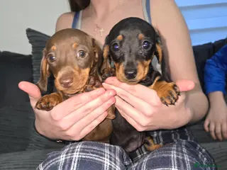 Miniature Dachshund dogs 2 female miniature Dachshund - Advert 1