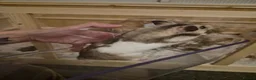 Hamster rodents for sale: Male Syrian hamster - Advert 3
