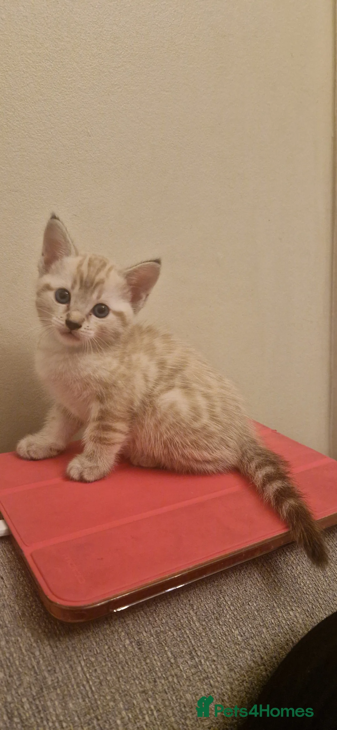 Mixed Breed cats for sale: Stunning and adorable mixed breed kittens - Advert 2