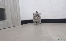 British Shorthair cats for sale: Beautiful British Short hairs kittens for sale - Image 16