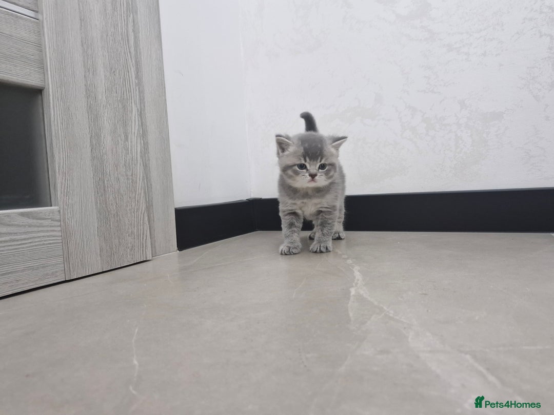 British Shorthair cats for sale: Beautiful British Short hairs kittens for sale - Image 16