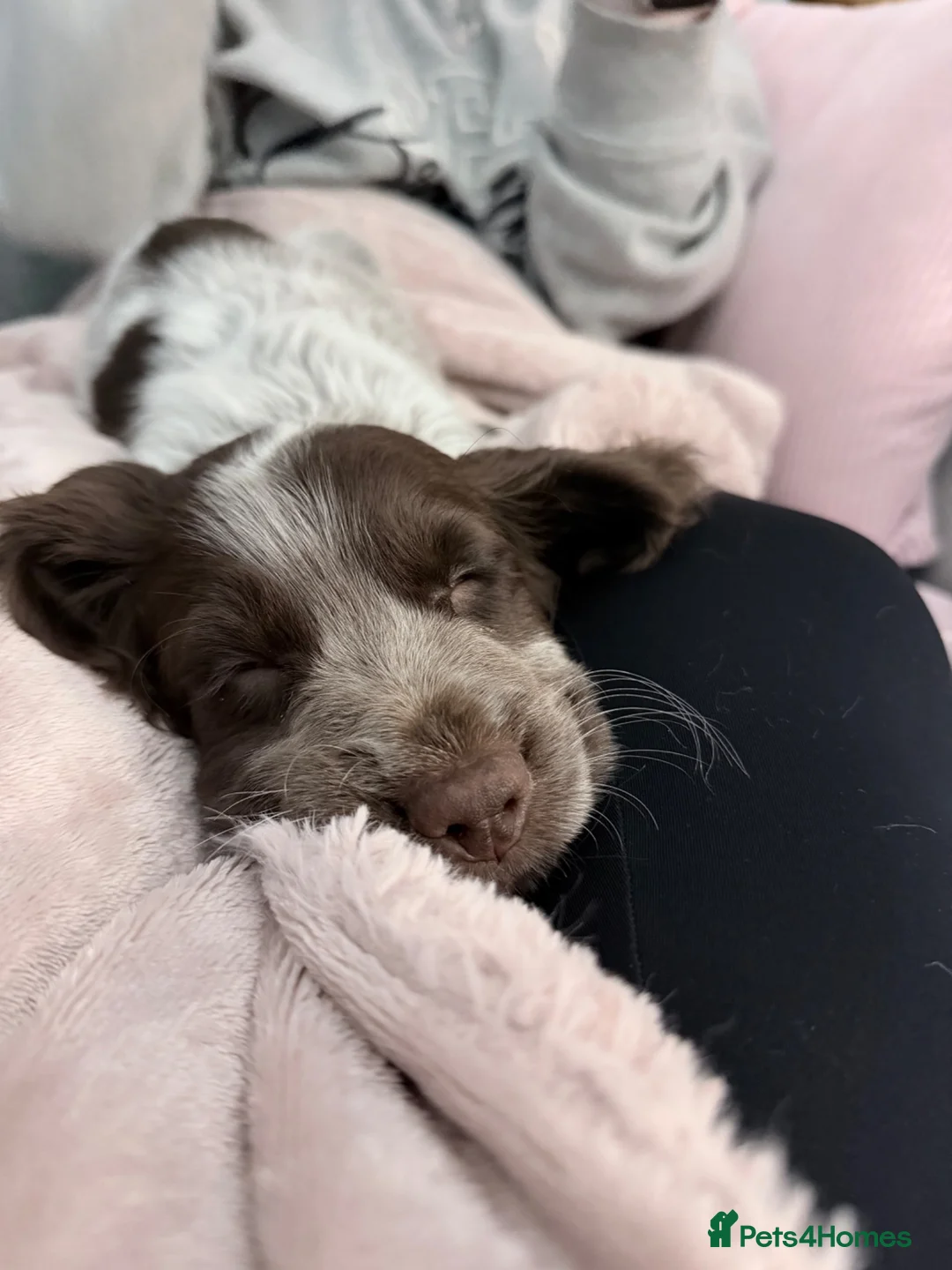 Cocker Spaniel dogs for sale: 8 week old cocker spaniel boy  - Advert 5