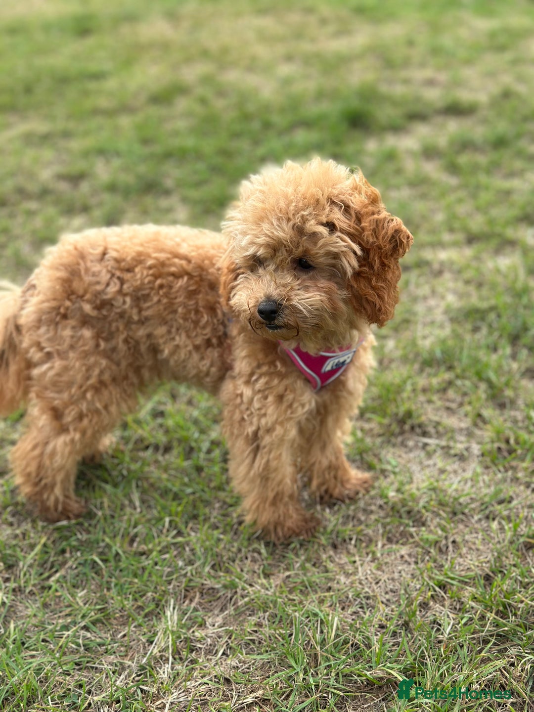 Toy Poodle dogs for sale: 6 Month old KC registered Toy Poodle Red  - Advert 4