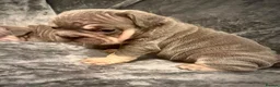 French Bulldog dogs for sale: 7 beautiful French bulldog puppies  - Advert 3