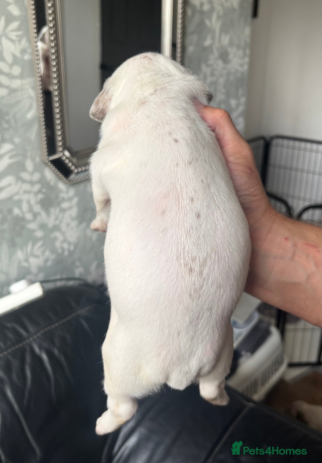 American Bull Staffy dogs for sale: 8 beautiful Amstaff puppies - Image 21