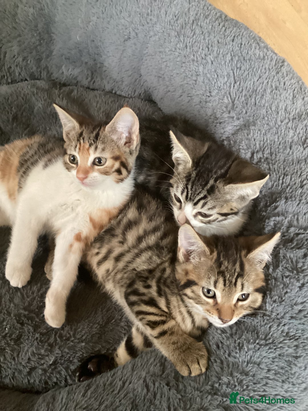 British Shorthair cats for sale: Beautiful kittens - Image 1