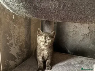 Scottish Fold cats 🐾Beautiful Scottish Fold kittens🐾 - Advert 5
