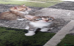 Mixed Breed cats for sale: Kittens for sale - Image 16