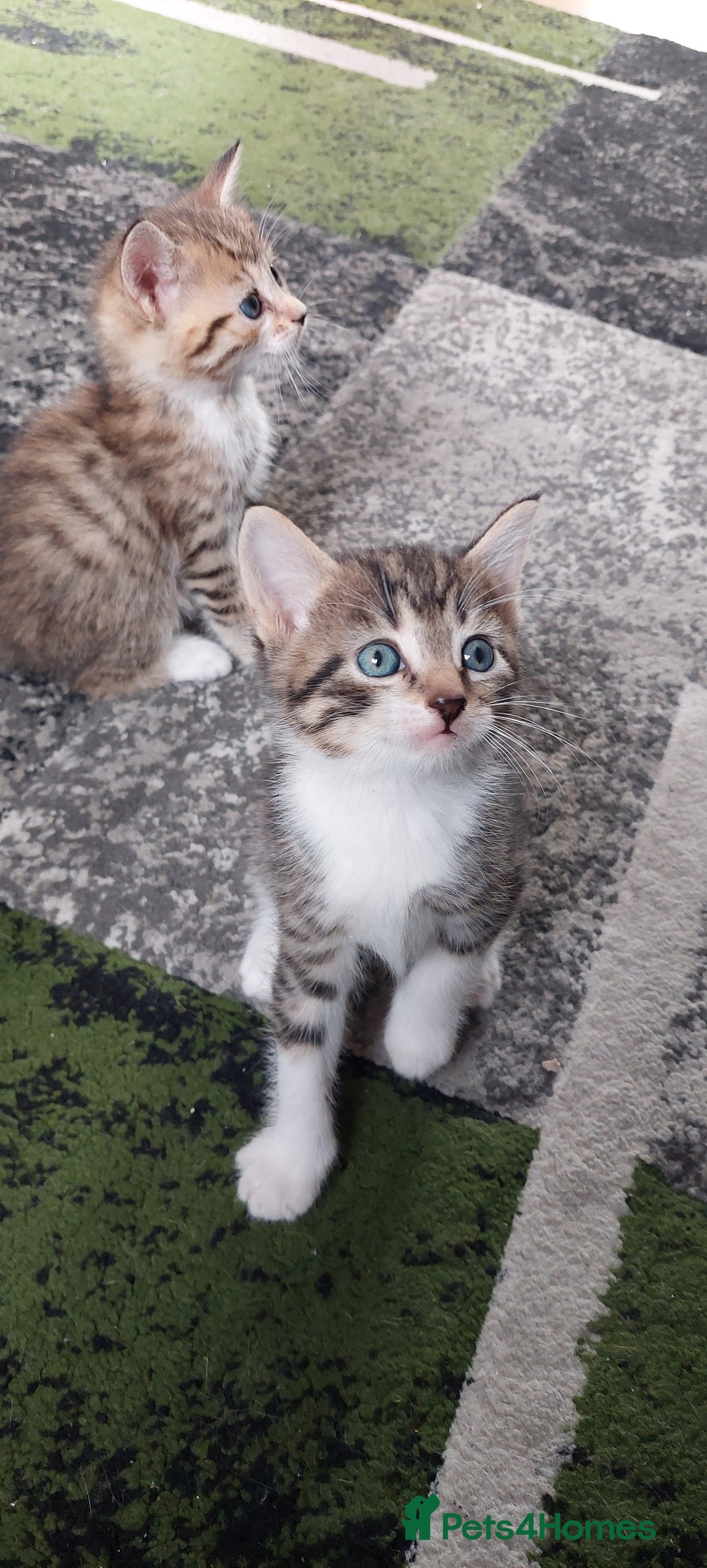 Mixed Breed cats for sale: Kittens for sale - Image 16