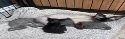 Devon Rex cats for sale: Fabulous Black Smoke girl - Advert 7