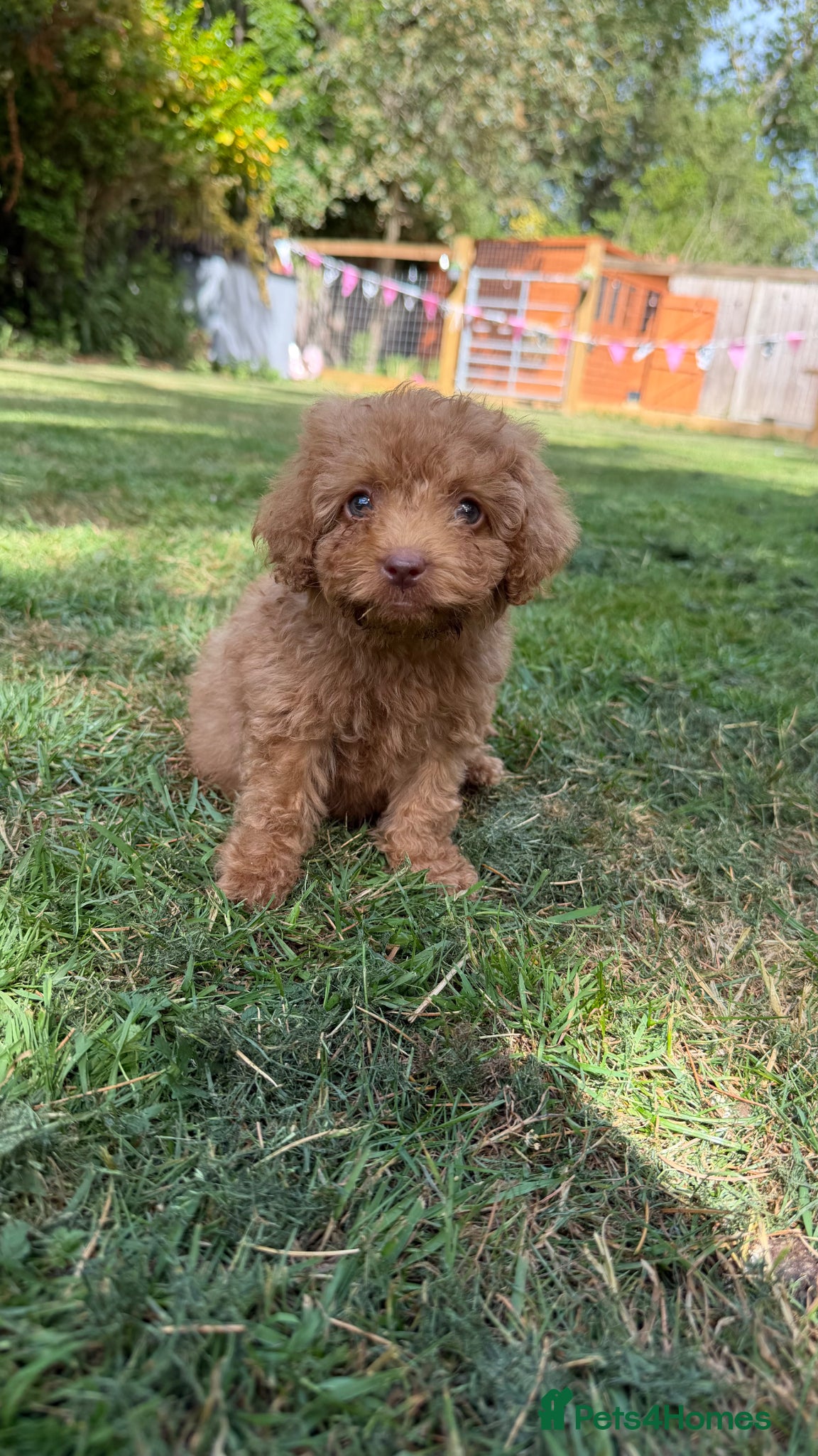 Cavapoo dogs The most beautiful Cavapoos - Advert 12