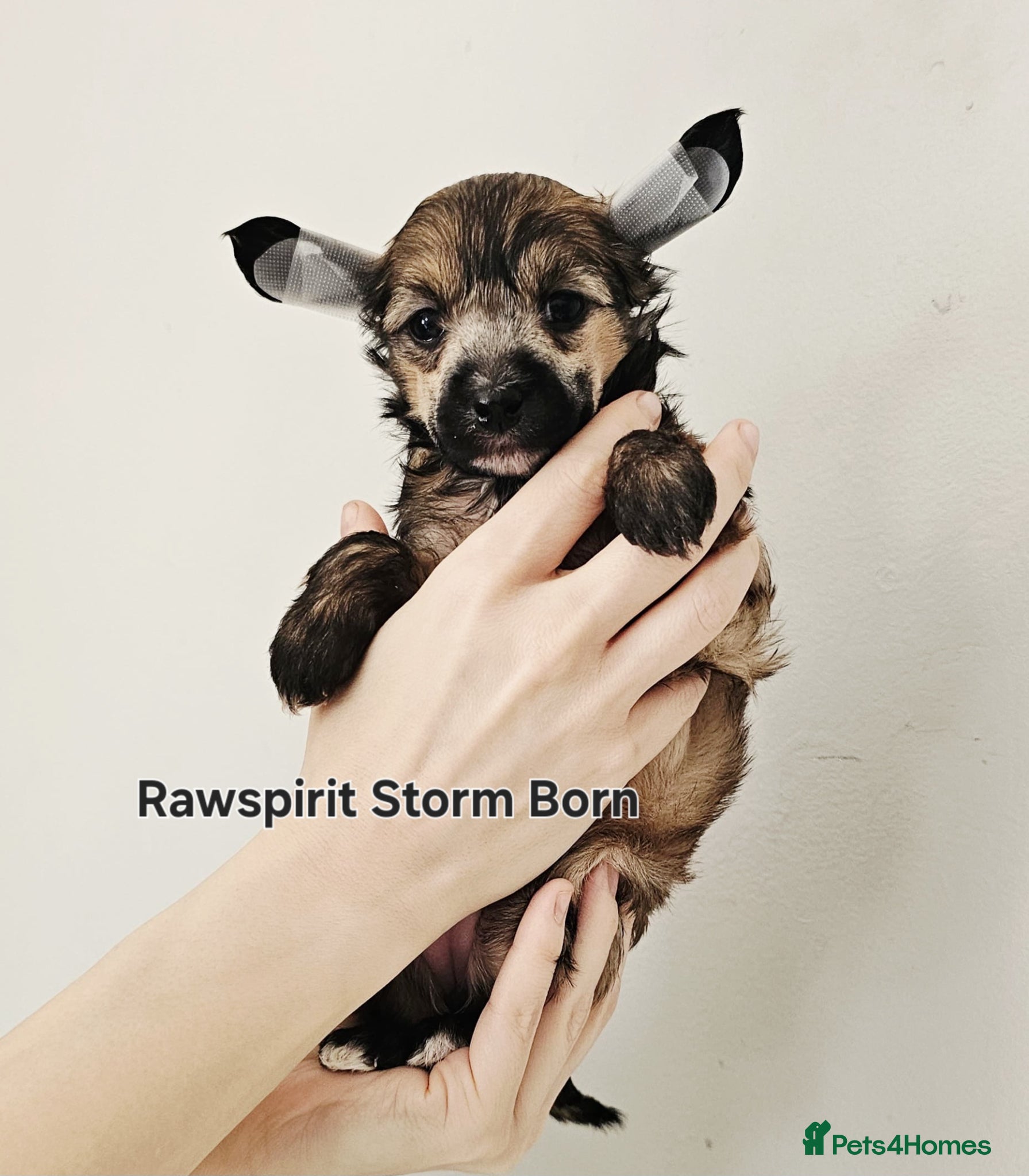 Chinese Crested dogs Powder puff boy and girl   - Advert 1