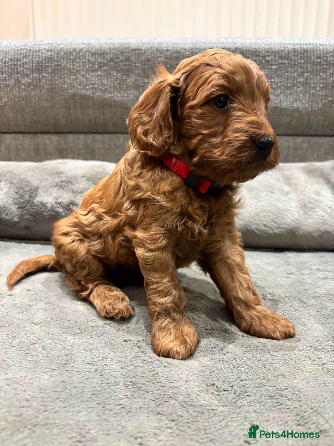 Cockapoo dogs for sale: Red cockapoos *DNA CLEAR* - Advert 14