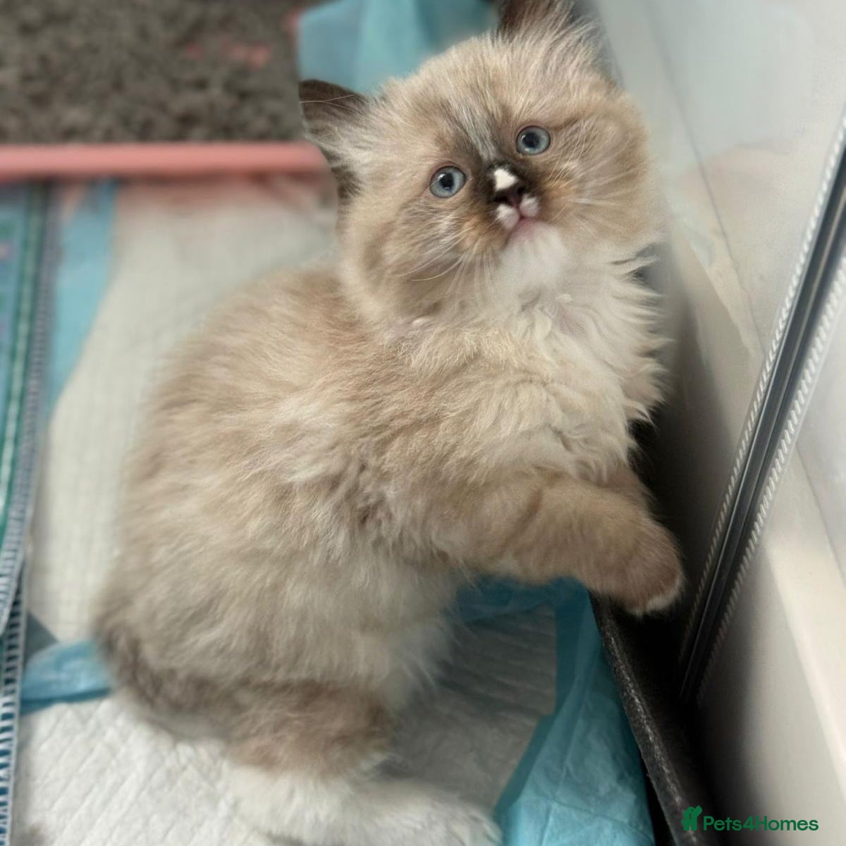 Siberian cats for sale: Gorgeous Siberian Kitten  - Advert 8