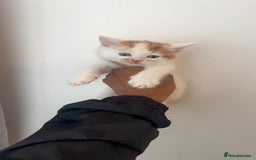 Mixed Breed cats for sale: Beautiful kittens looking for new homes!! - Image 12