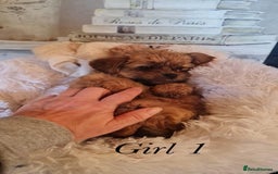 Shorkie dogs for sale: 9 stunning shorkie puppies - Image 2