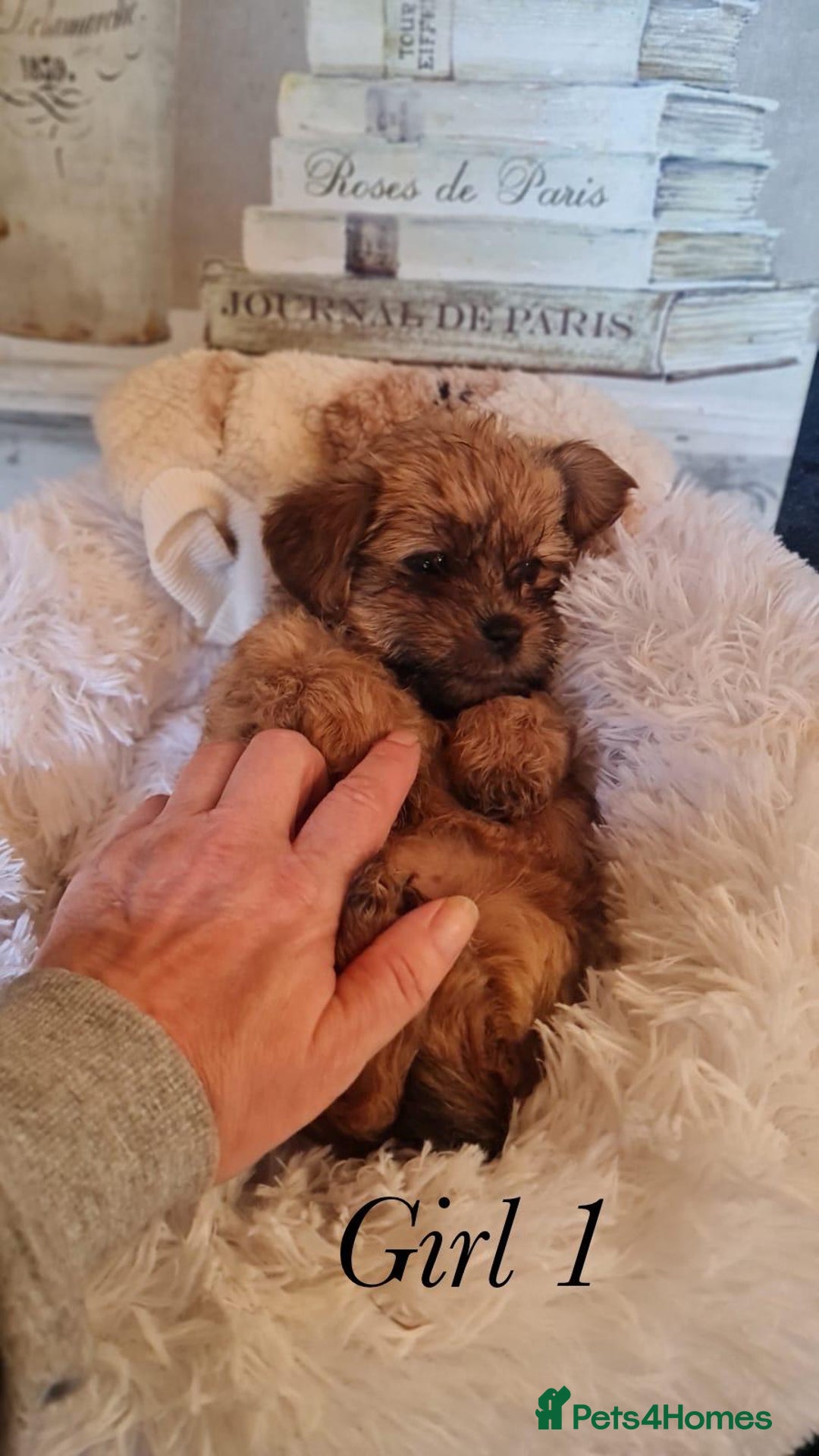 Shorkie dogs for sale: 9 stunning shorkie puppies - Image 2