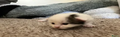Mixed Breed Kitten 6