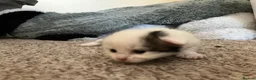 Mixed Breed cats for sale: Cute kittens - Advert 2