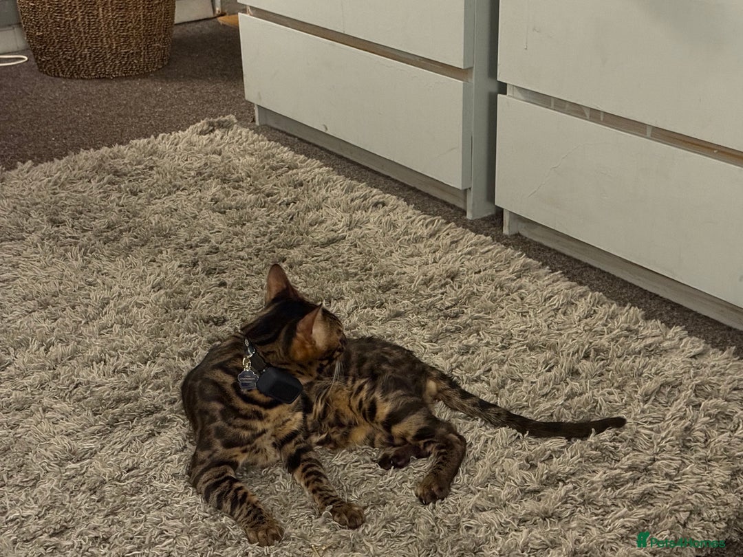 Bengal cats for stud: Stunning Bengal for stud - Advert 17