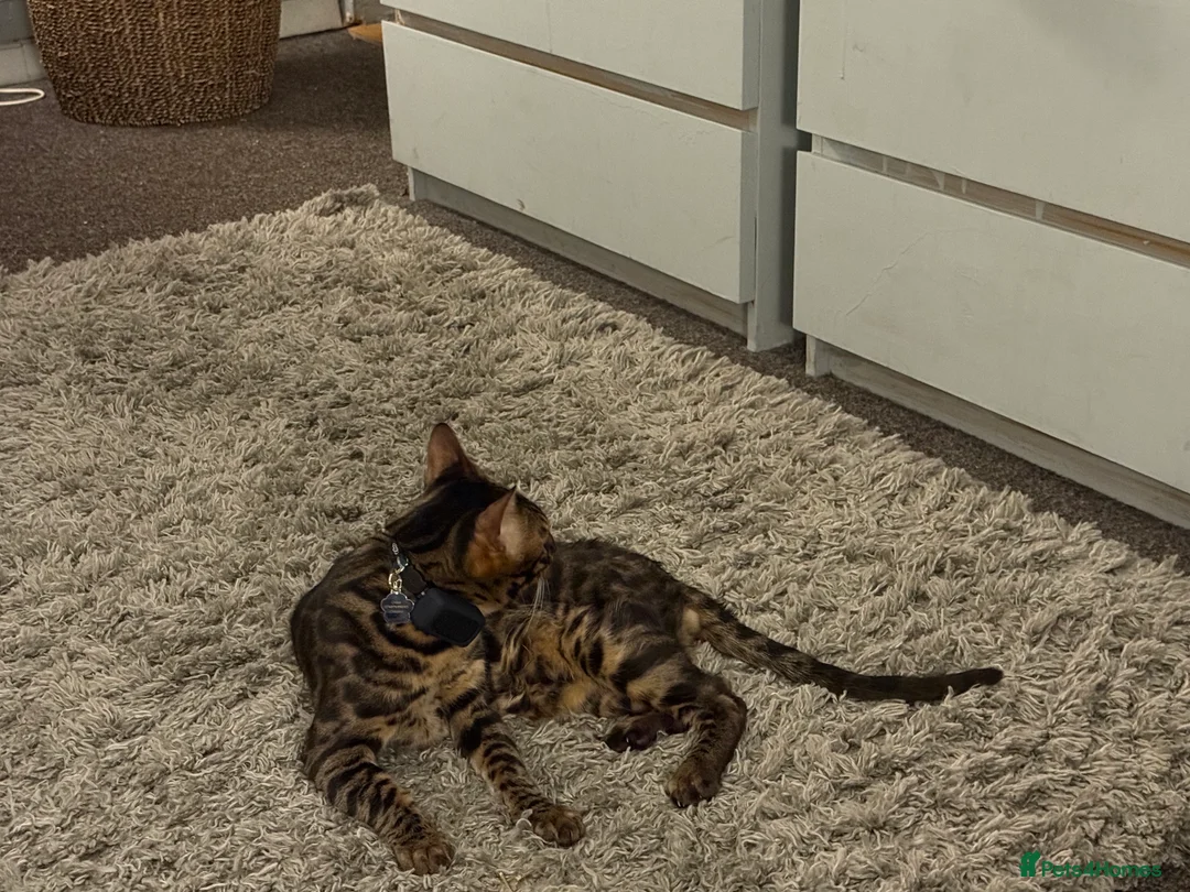 Bengal cats for stud: Stunning Bengal for stud - Advert 17