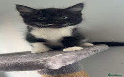 Domestic Shorthair cats for sale: Beautiful kittens ❤️❤️ - Image 4
