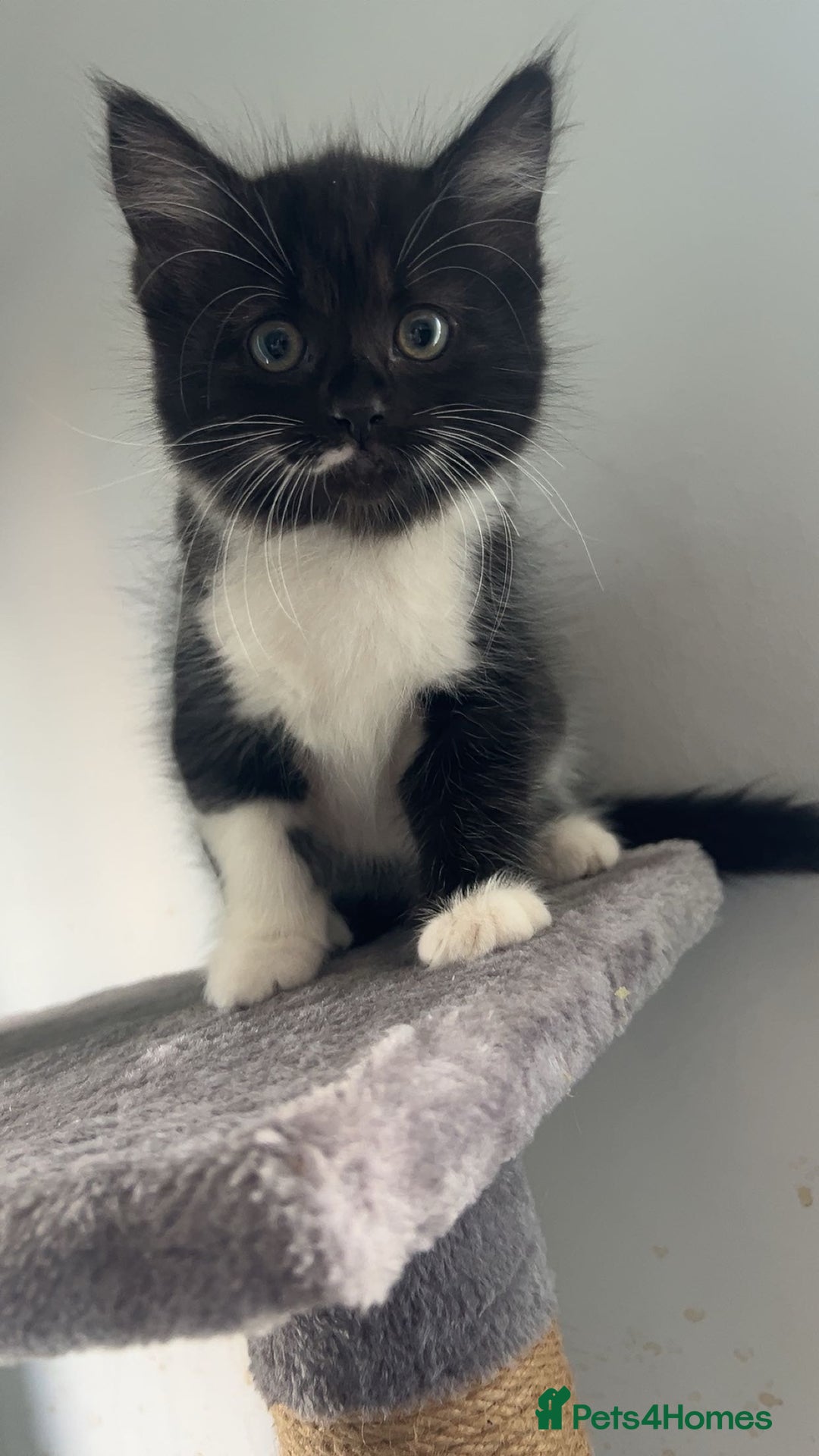Domestic Shorthair cats for sale: Beautiful kittens ❤️❤️ - Image 4