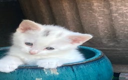 Turkish Van cats for sale: Gorgeous & Loving Turkish Van Kittens - Image 21