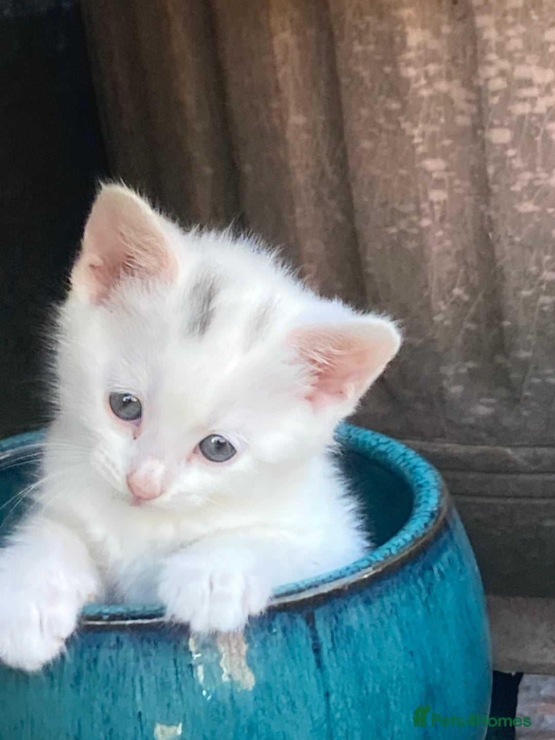 Turkish Van cats for sale: Gorgeous & Loving Turkish Van Kittens - Image 21