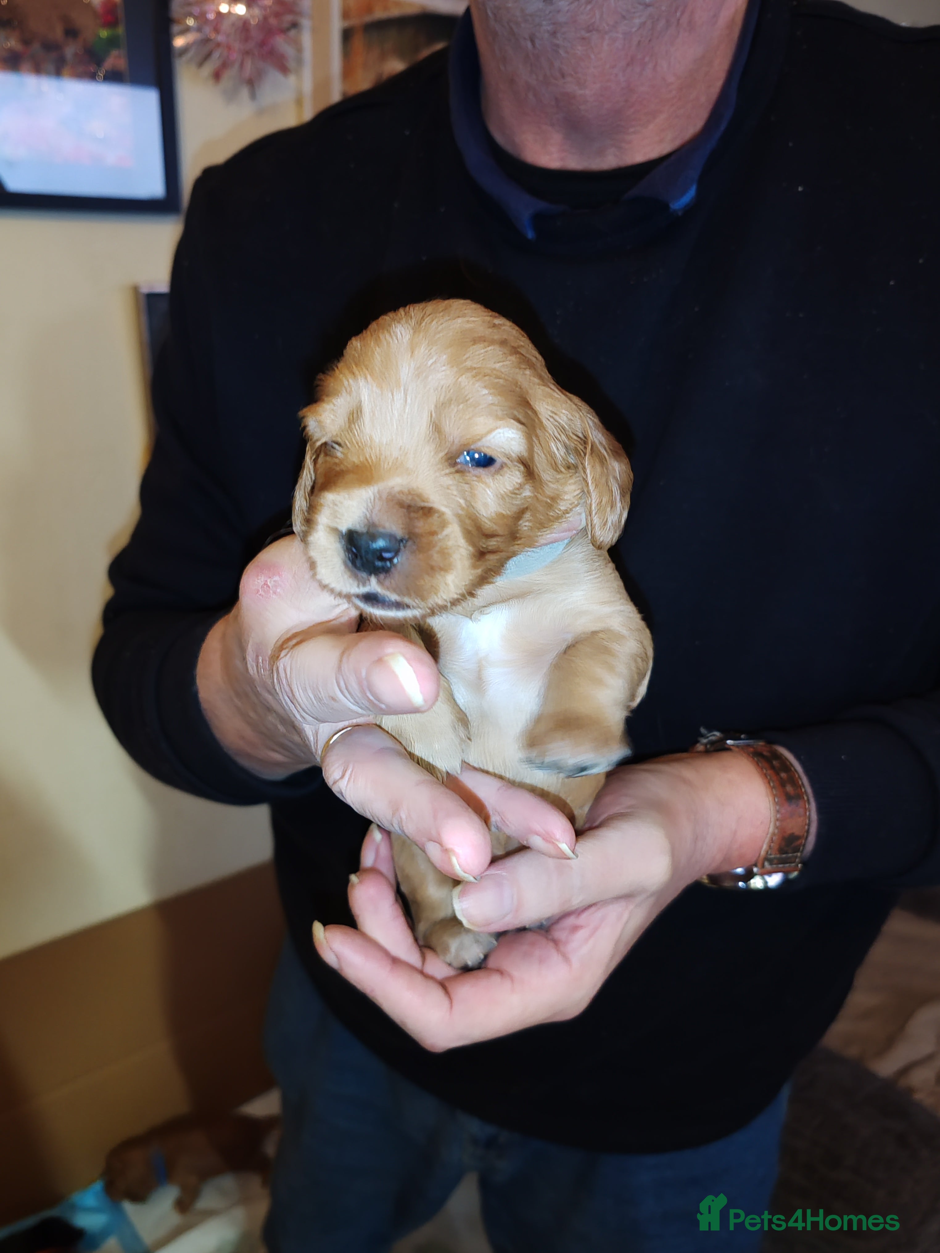 Cockapoo dogs Family pet Milly gave birth to 7 lovely puppies - Advert 1