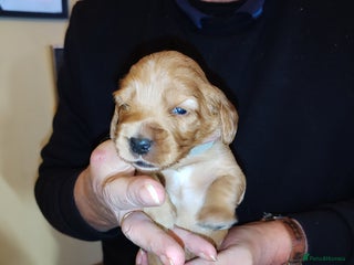 Cockapoo dogs Family pet Milly gave birth to 7 lovely puppies - Advert 2