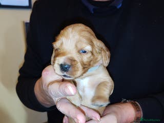 Cockapoo dogs Family pet Milly gave birth to 7 lovely puppies - Advert 15