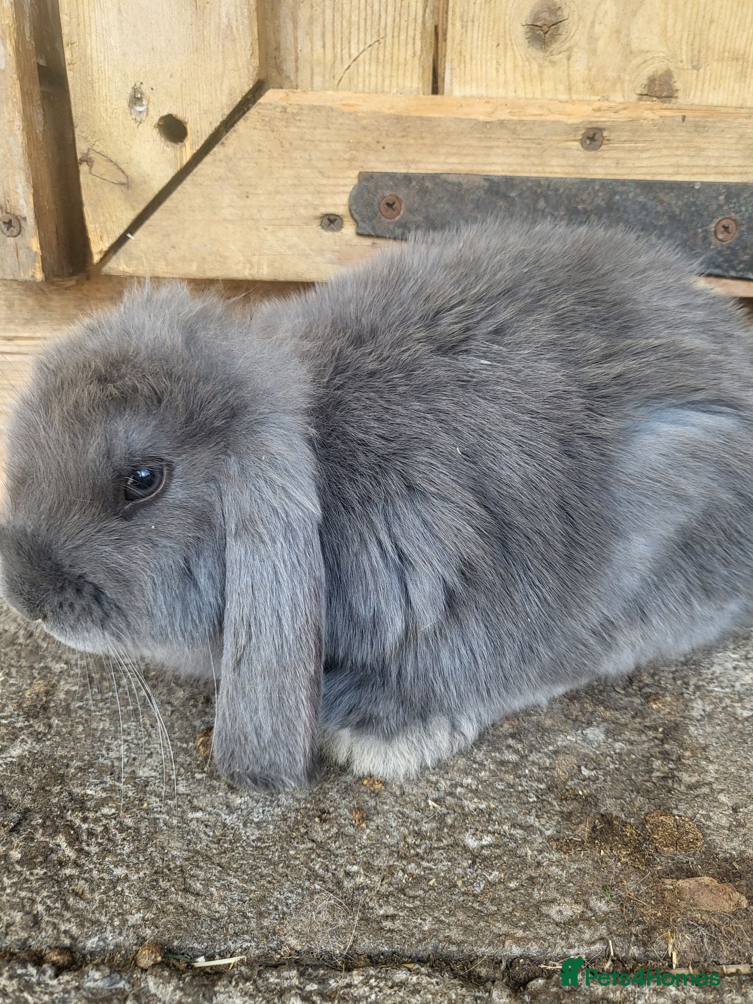 French Lop rabbits Giant french lops  - Advert 1