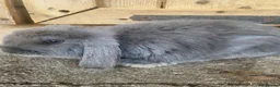 French Lop rabbits for sale: Giant french lops  - Advert 1