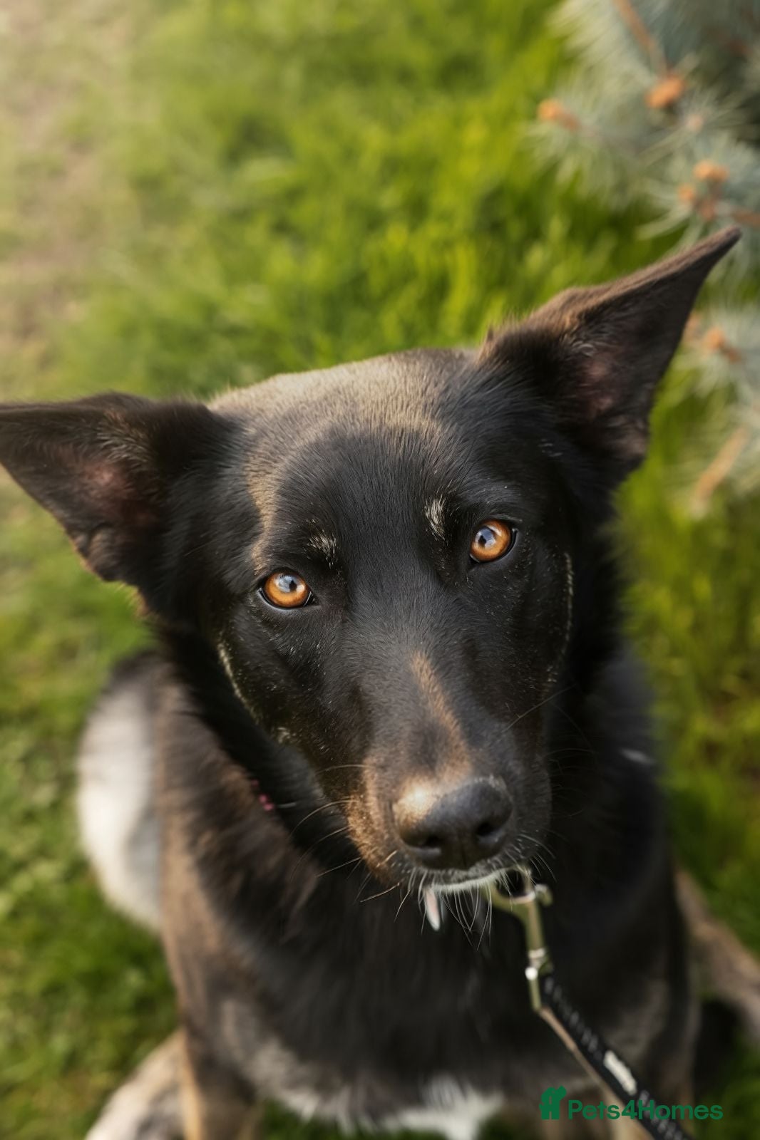Mixed Breed dogs ❤️MILLA❤️11 month, calm, thoughtful girl - Advert 1