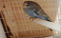 Budgerigars birds for sale: Black face split young bird for sale  - Image 2