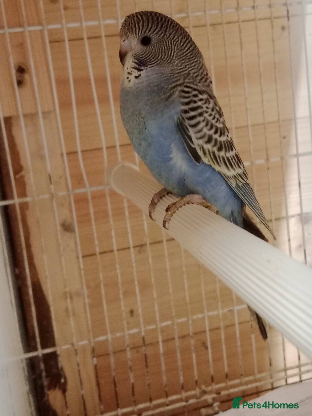 Budgerigars birds for sale: Black face split young bird for sale  - Image 2
