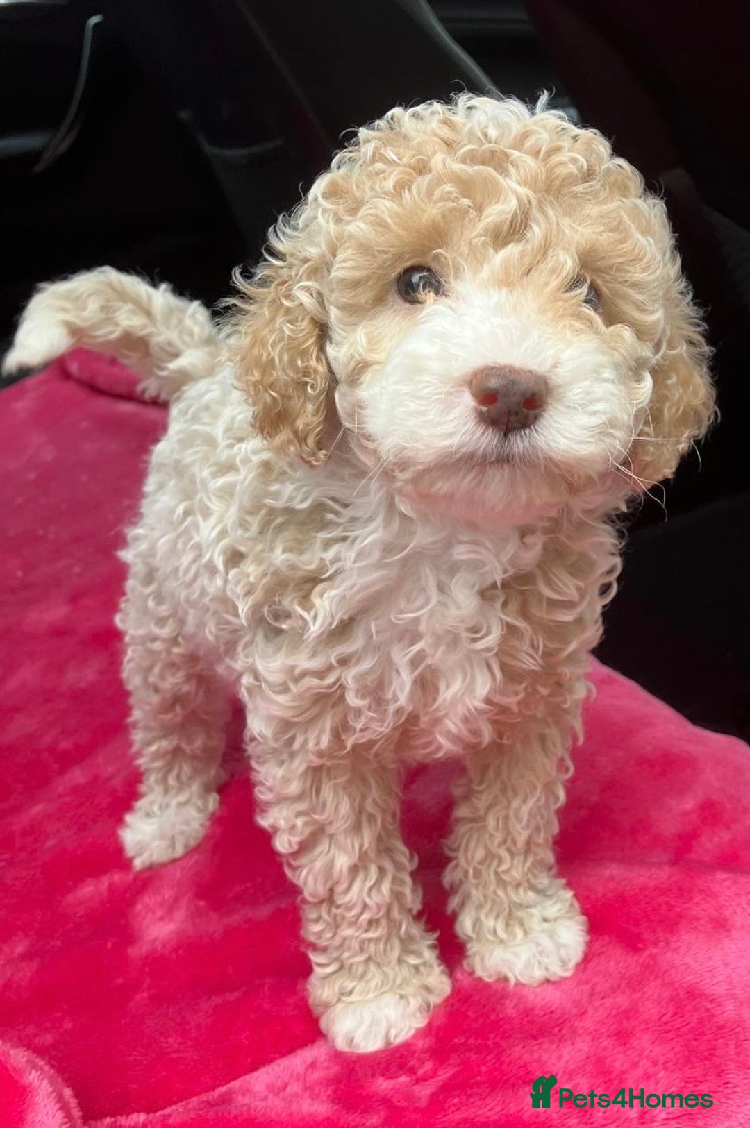 Cockapoo dogs for sale: Stunning cockerpoo puppies - Image 3
