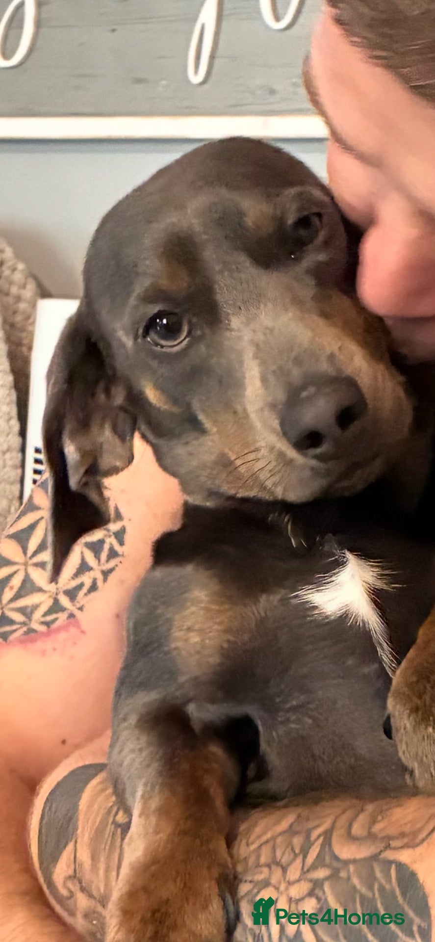 Dachshund dogs One year old Dachshund for rehome - Advert 3