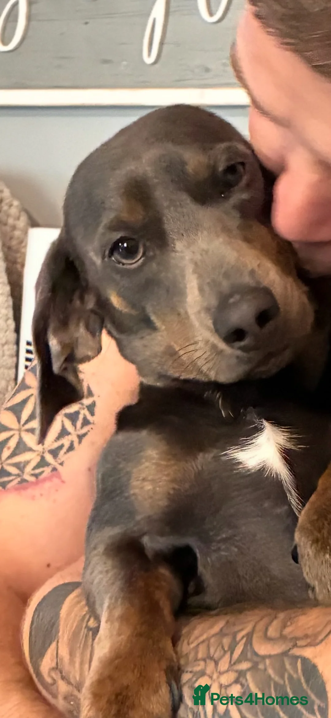 Dachshund dogs for sale: One year old Dachshund for rehome in Kettering - Advert 1