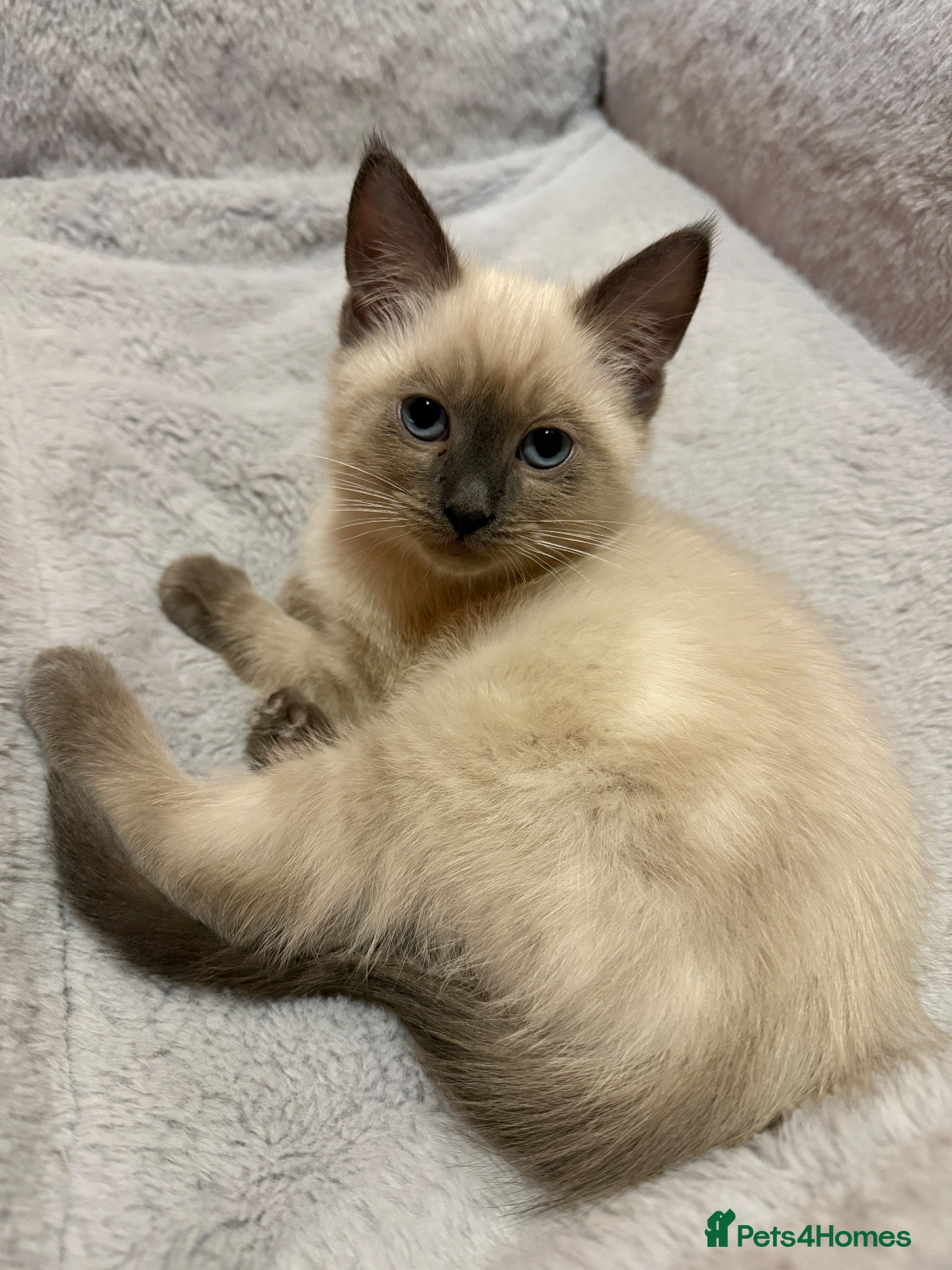 Ragdoll cats Male Ragdoll kitten - Advert 1
