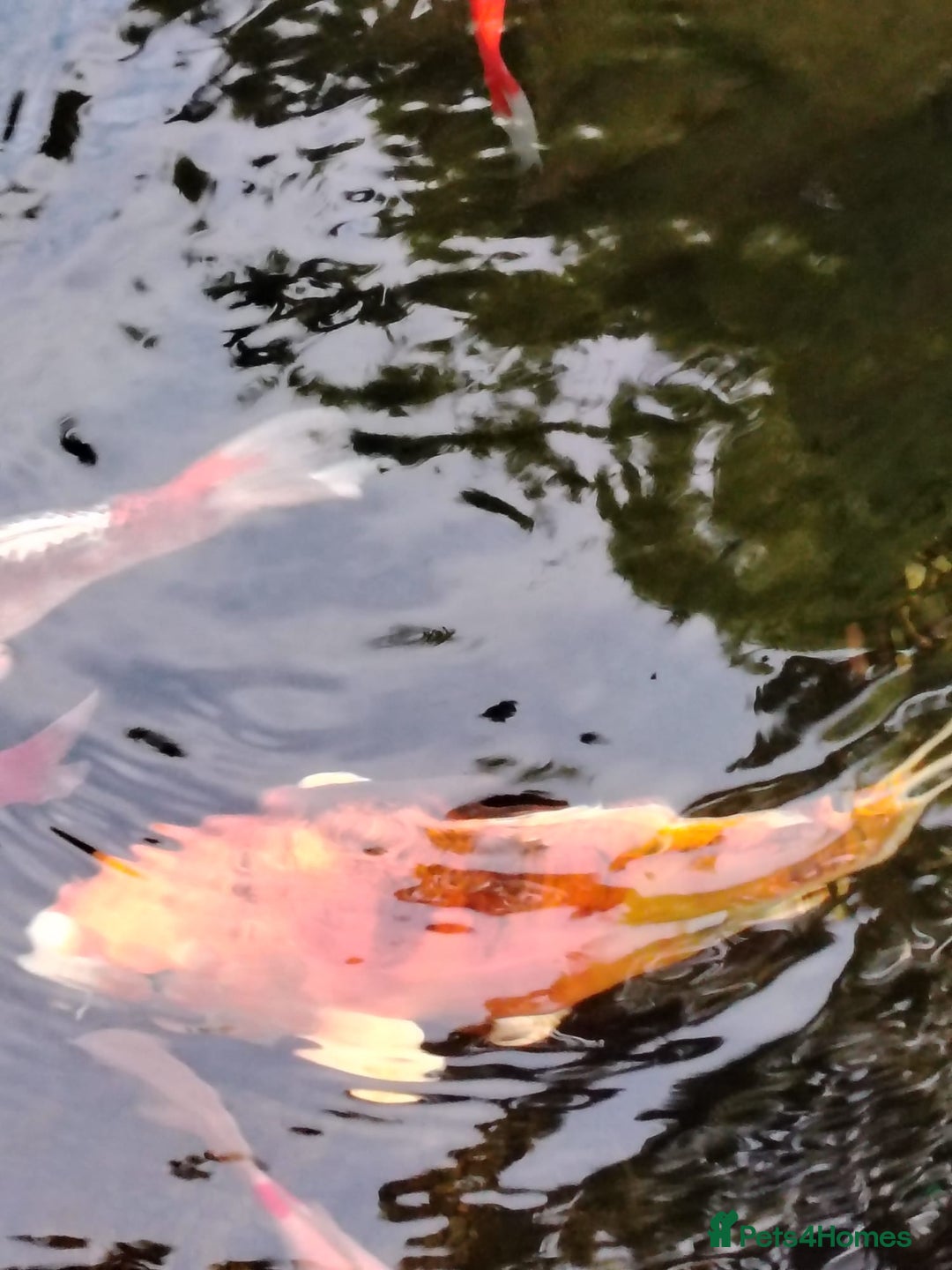 Koi Carp fish for sale: Koi Carp pond fish healthy and very big  - Image 23