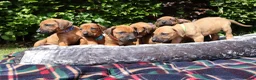 Rhodesian Ridgeback dogs for sale: !!KC CHAMPION AFRICAN RHODESIAN RIDGEBACK!! in Doncaster - Advert 19
