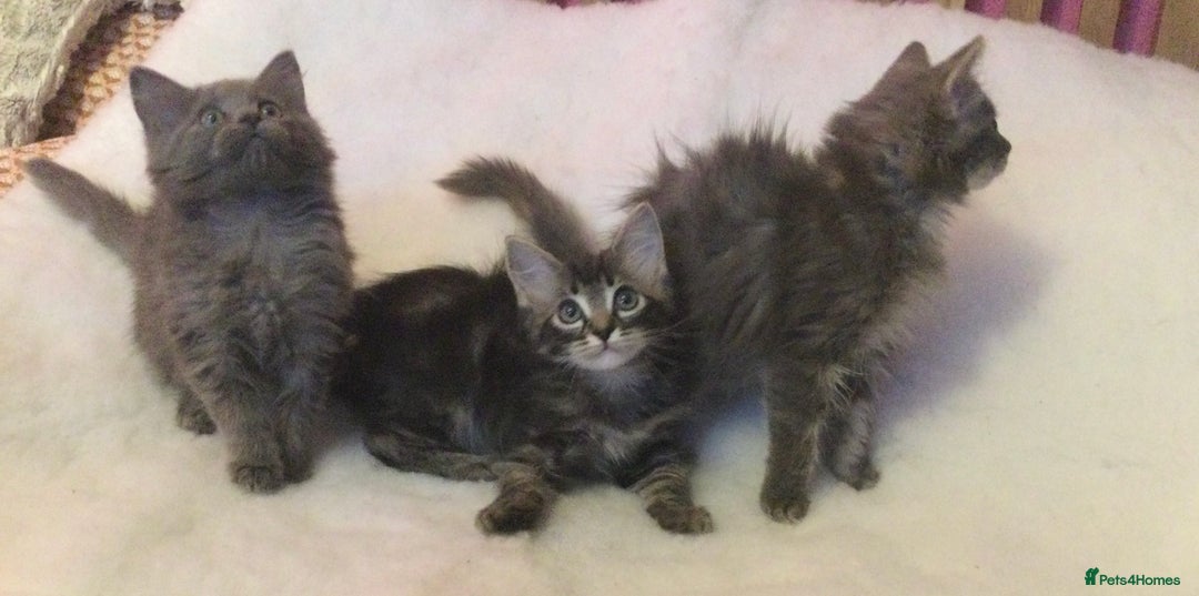 Maine Coon cats for sale: Ragdoll x Maine coon kittens  - Image 6