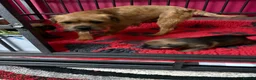 Border Terrier dogs for sale: 💕🐶 gorgeous kc reg Border Terrier puppies  🐶💕 - Advert 8