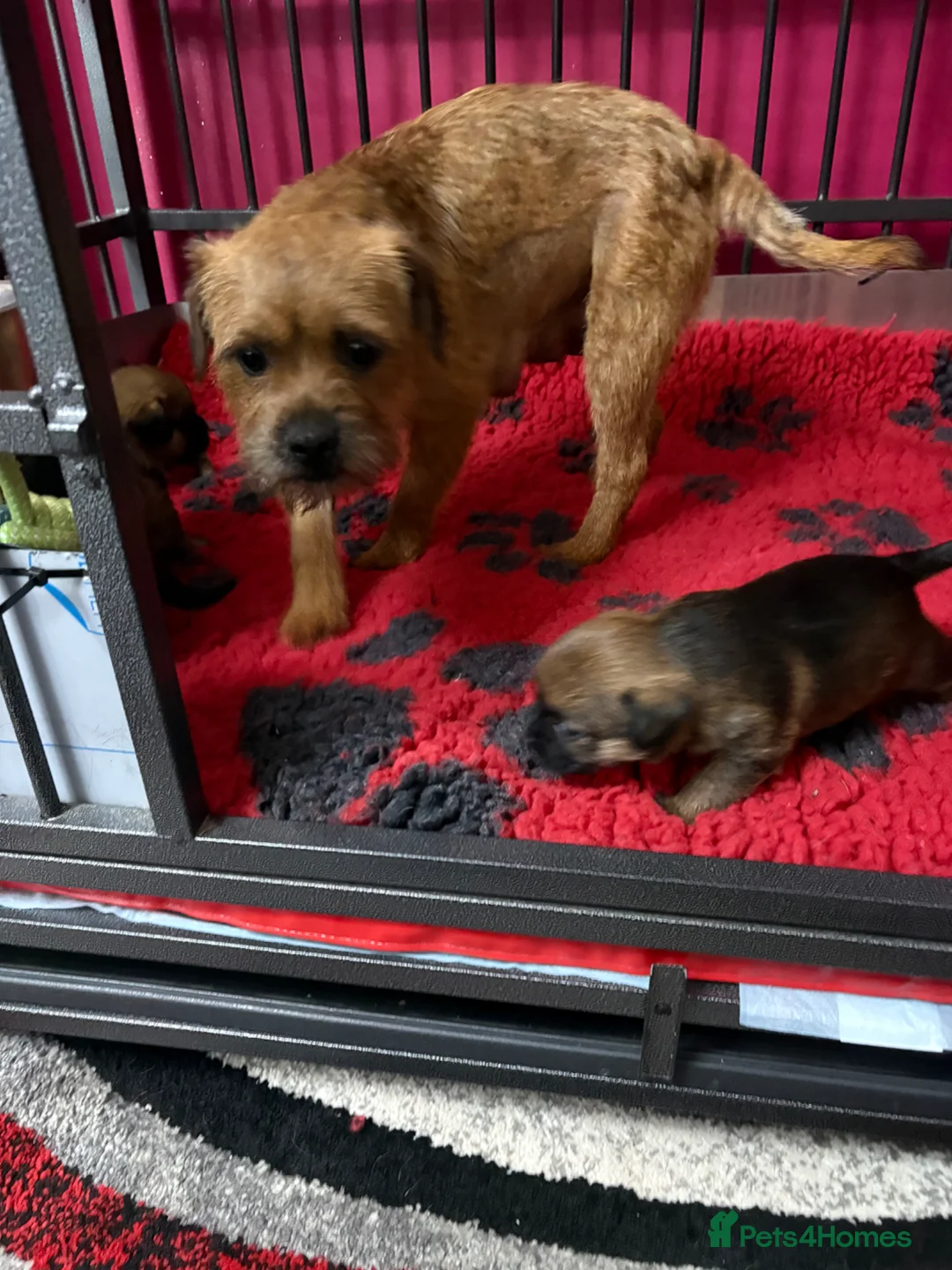Border Terrier dogs for sale: 💕🐶 gorgeous kc reg Border Terrier puppies  🐶💕 - Advert 8
